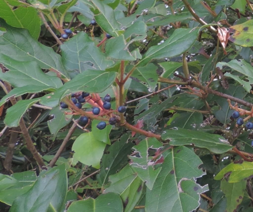 Bacche blu... di Viburnum tinus